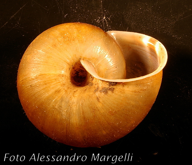 Chilostoma (Campylaea)planospira occultatum (Paulucci, 1886)